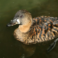 White-backed Duck